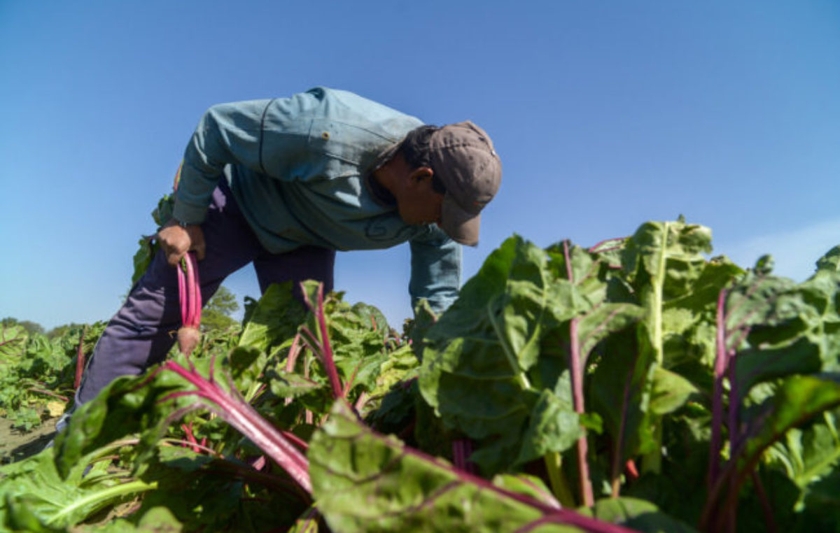 Qué hacer con la inflación en alimentos