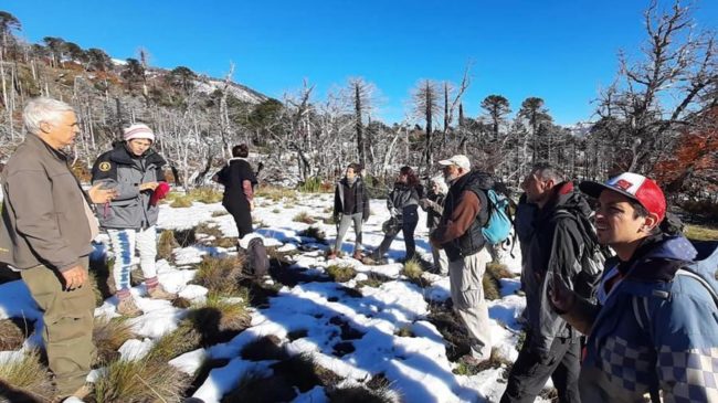 Neuquén: Avanza la plantación de 9.000 araucarias para recuperar lo que arrasó el fuego