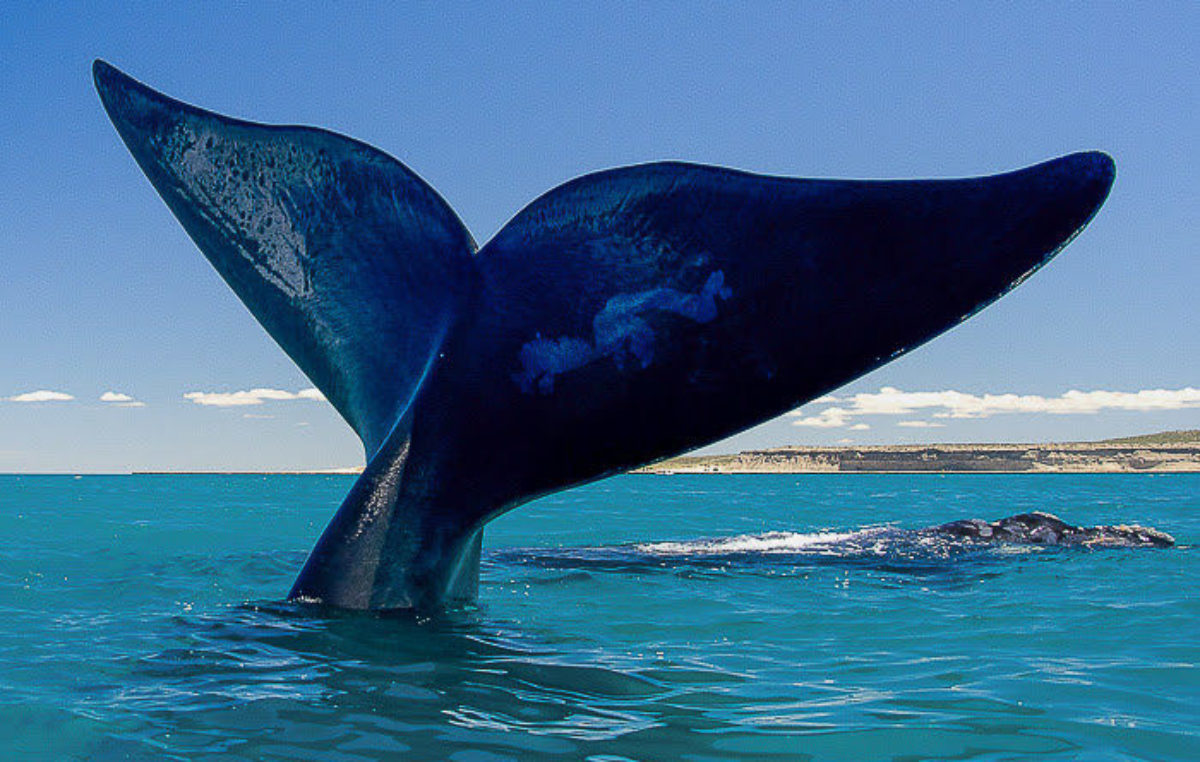 Así llegan «las gordas» a Madryn: las ballenas se ven muy cerca, parece que se pueden tocar
