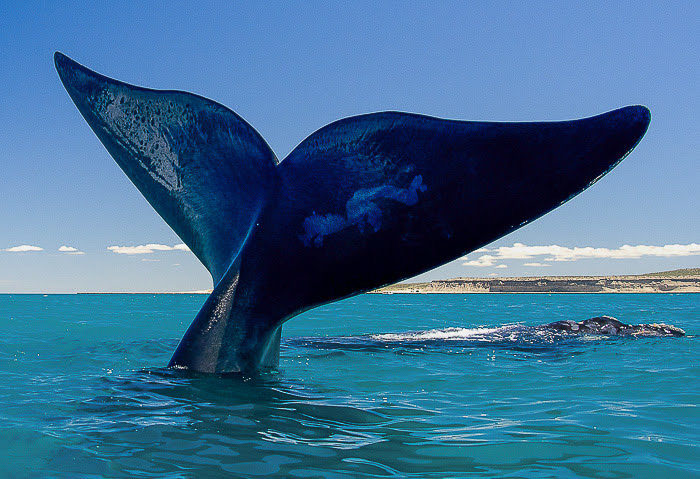 Así llegan «las gordas» a Madryn: las ballenas se ven muy cerca, parece que se pueden tocar