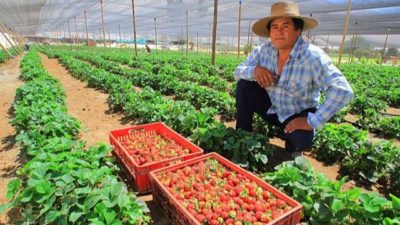 Las cooperativas y los cambios en sistemas agroalimentarios
