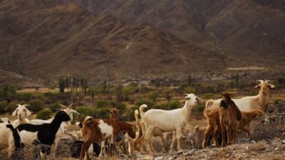 Fuerte inversión de Nación en Malargüe para la industria caprina