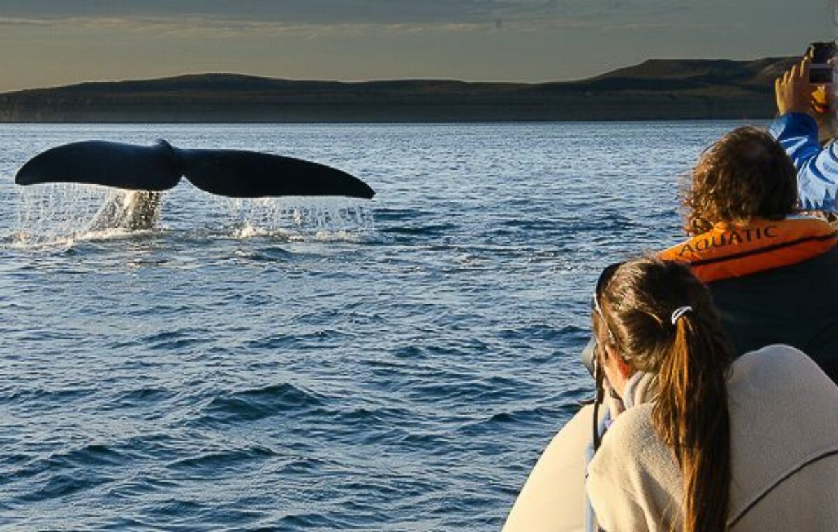 El show de las ballenas en la Península Valdés