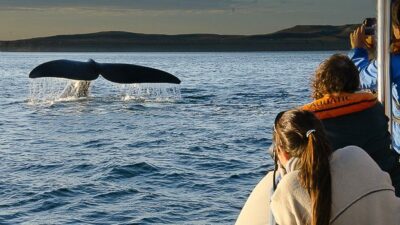 El show de las ballenas en la Península Valdés