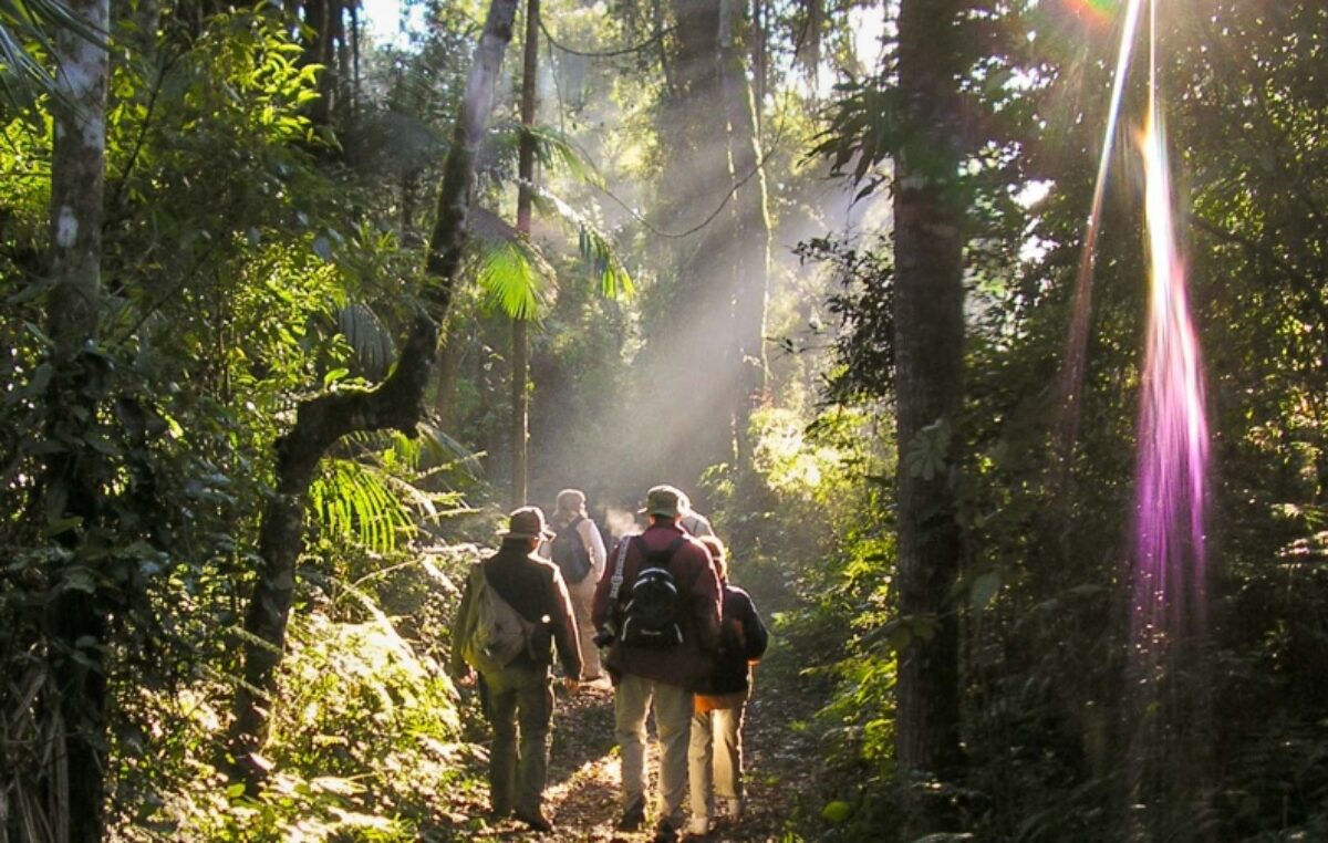 Las rutas de Misiones, entre selva exuberante, cursos de agua y animales salvajes