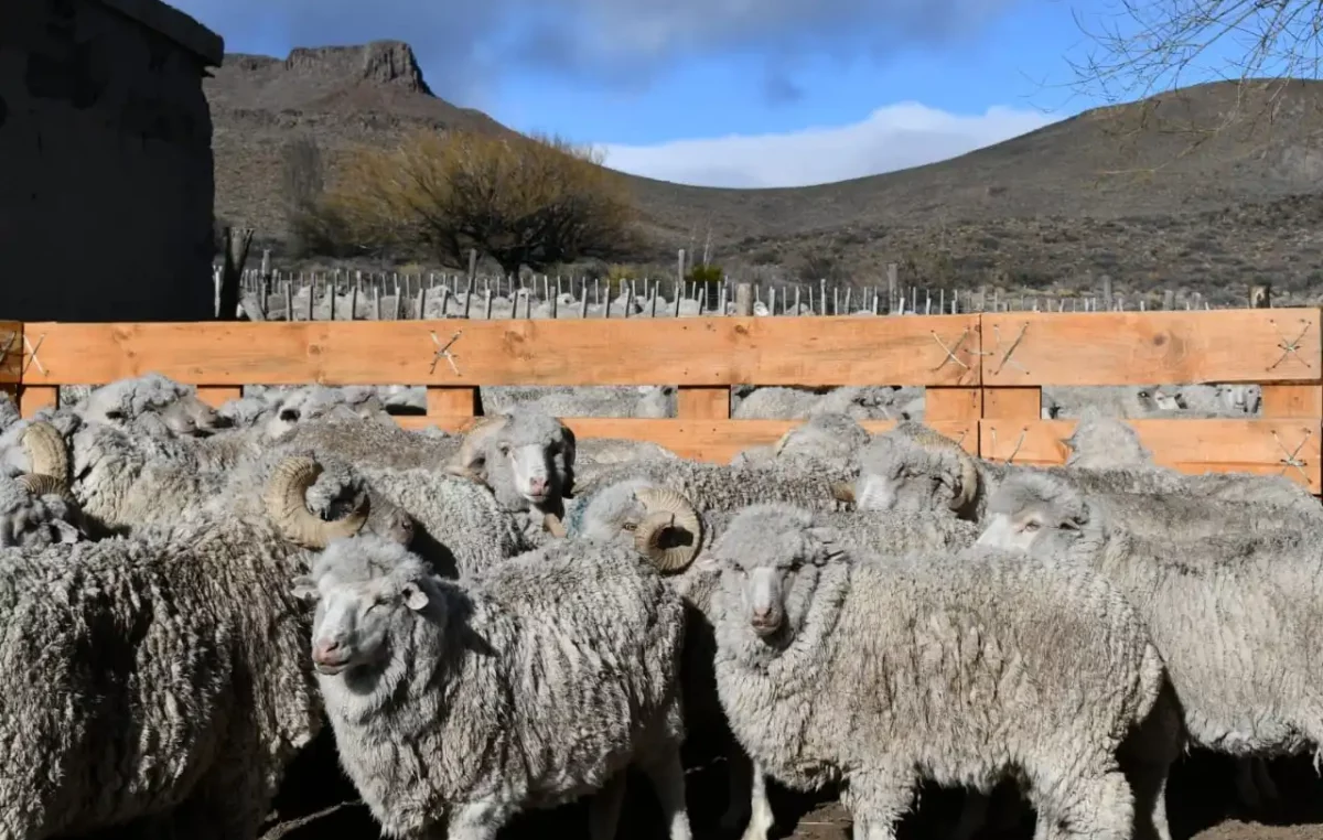 «Es admirable el esfuerzo de la gente de campo»: viaje a un día de esquila en la Patagonia