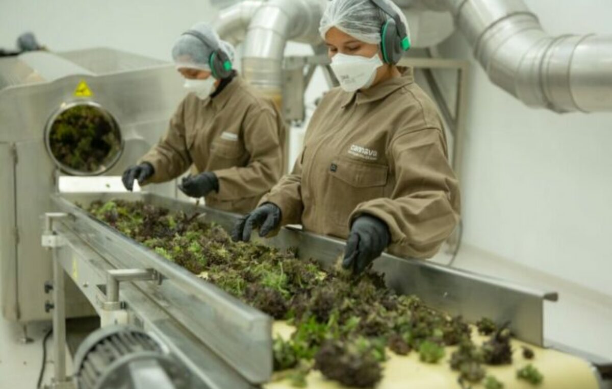 Jujuy: Anmat habilita la primera planta industrial de cannabis medicinal del país