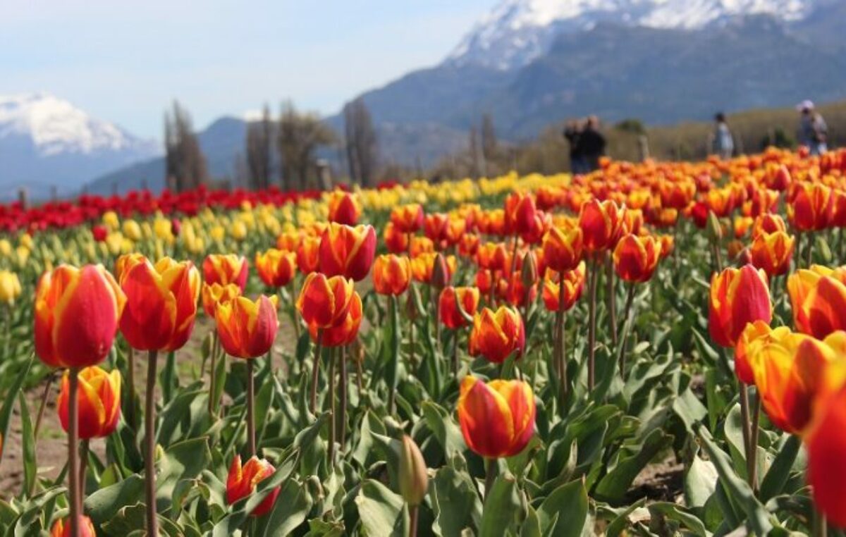Comenzó la Temporada 2022 de los tulipanes en Trevelin