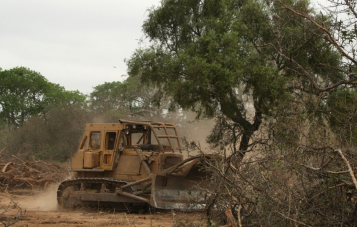 En 20 años, Argentina perdió 438 mil hectáreas de bosque primario húmedo