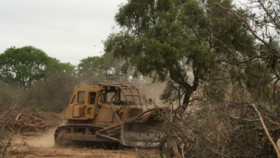 En 20 años, Argentina perdió 438 mil hectáreas de bosque primario húmedo