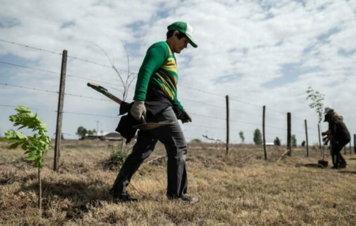 Plantaron más de 250 mil árboles en San Luis para mitigar los efectos del cambio climático