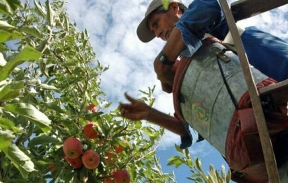 Escasez de mano de obra en las chacras rionegrinas: ¿faltan trabajadores o los salarios son muy bajos?