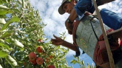 Escasez de mano de obra en las chacras rionegrinas: ¿faltan trabajadores o los salarios son muy bajos?