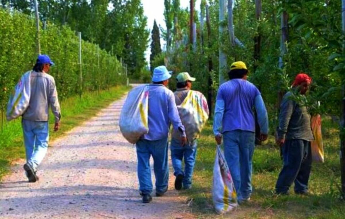 Alto Valle: se esperan más de 20 mil trabajadores para la cosecha de pera