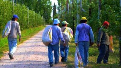 Alto Valle: se esperan más de 20 mil trabajadores para la cosecha de pera