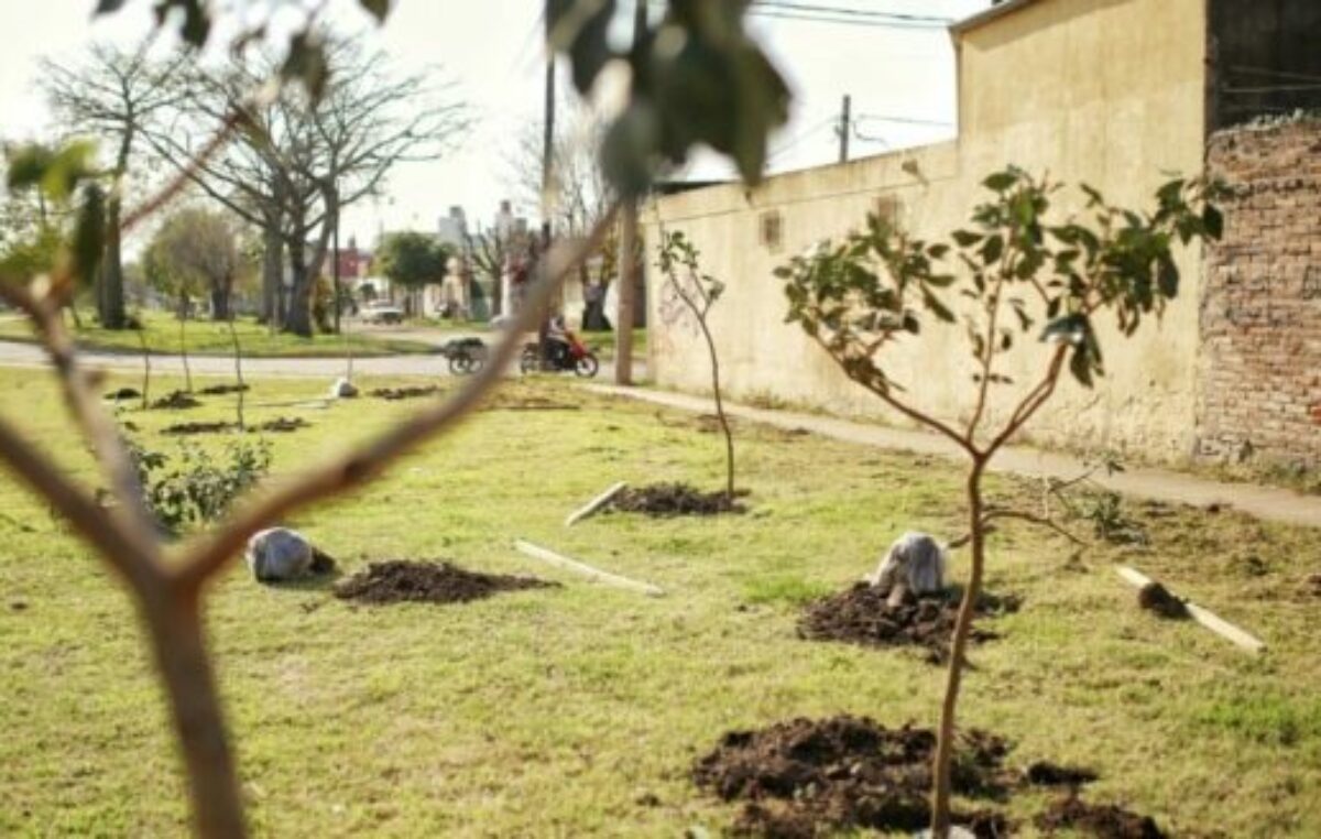 Campaña exitosa de plantación de árboles en la provincia de Santa Fe y en el resto del país