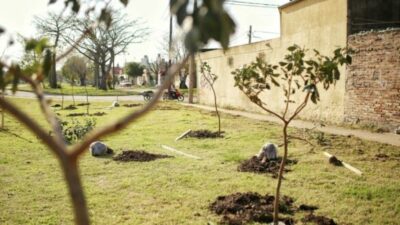 Campaña exitosa de plantación de árboles en la provincia de Santa Fe y en el resto del país