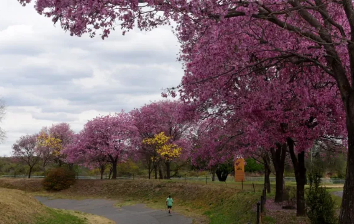 La Municipalidad de Rosario busca plantar 20 mil árboles en 2023