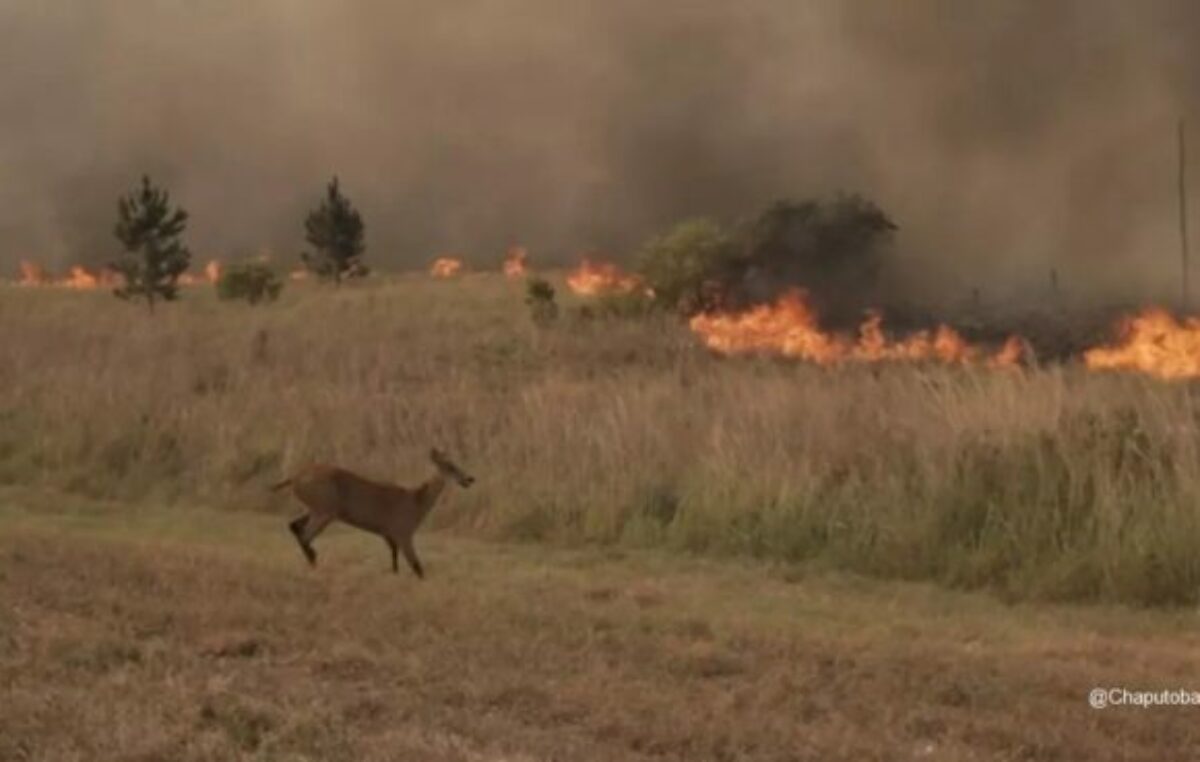 El fuego arrasó con 100.566 hectáreas en lo que va del año en Corrientes