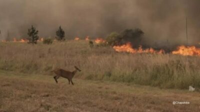 El fuego arrasó con 100.566 hectáreas en lo que va del año en Corrientes