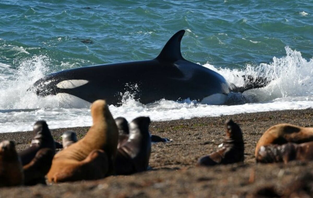 Arranca la temporada de orcas: dónde disfrutar de este espectáculo natural único