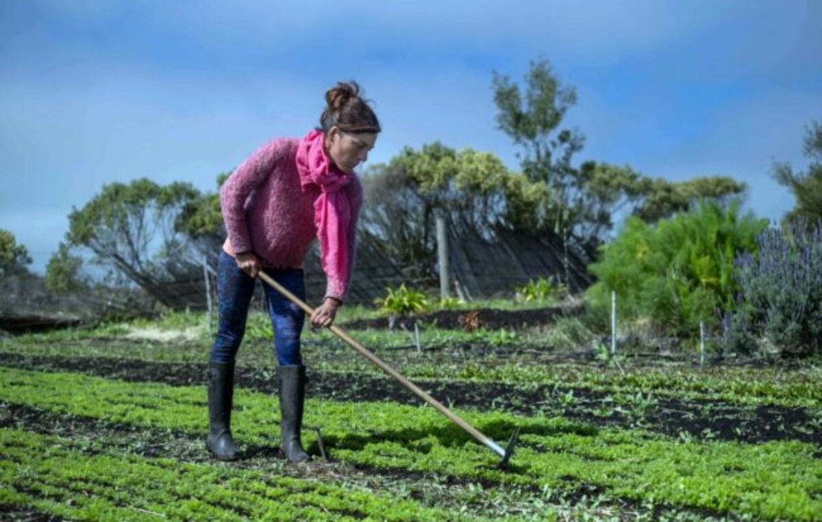 Paso del Sapo: Crece la agricultura familiar para autoabastecerse de hortalizas