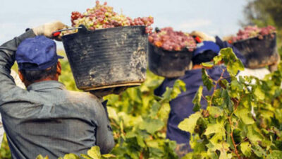 Mendoza: Trabajadores de viñas van a paritarias en un contexto de inflación y contingencias climáticas