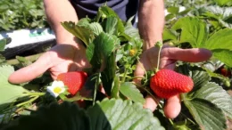 “El productor corondino necesita desesperadamente que el argentino coma muchas frutillas”