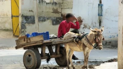 Maltrato animal: buscan prohibir la tracción a sangre en el Parque Aconcagua y en toda la provincia de Mendoza