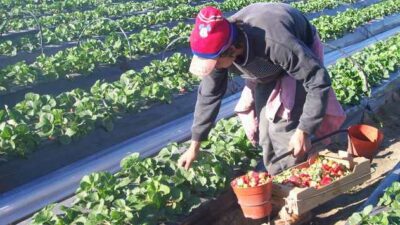 Le dieron la bienvenida a la cosecha 102 de frutillas de Coronda