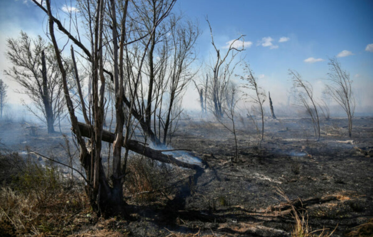 Los incendios en el Delta provocaron la muerte de al menos 83 especies