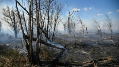 Los incendios en el Delta provocaron la muerte de al menos 83 especies