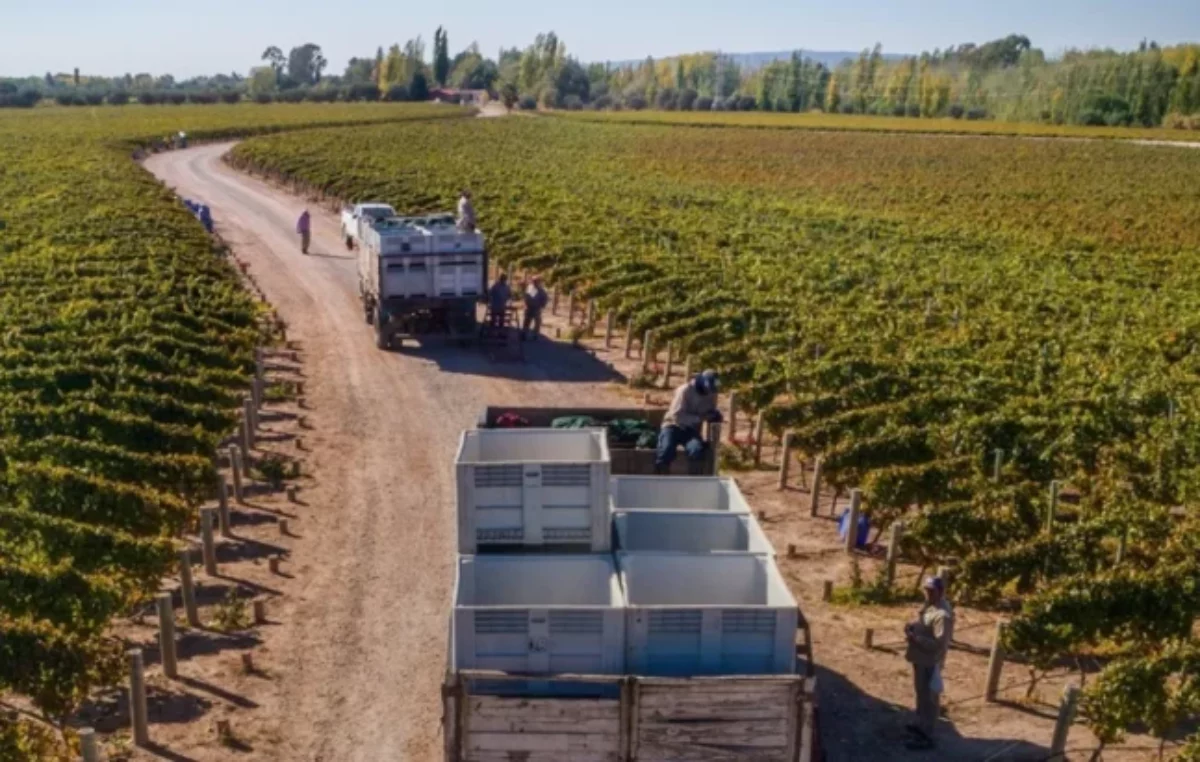 Un informe del INV reveló que en una década Mendoza perdió más de 6.000 hectáreas de viñedos
