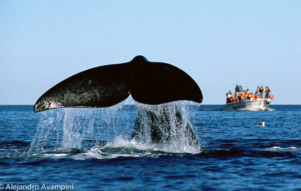 Inicia la temporada de ballenas en Chubut