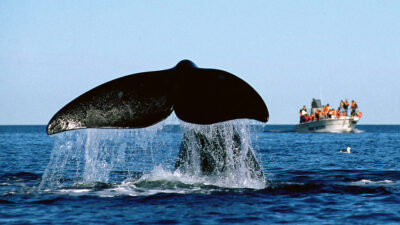 Inicia la temporada de ballenas en Chubut