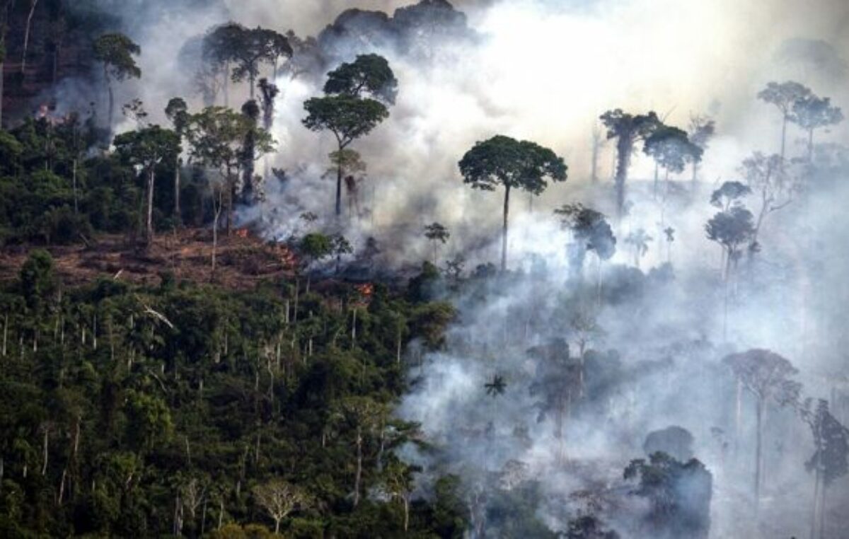 La deforestación en 2022 en Brasil arrasó un área similar a la provincia de Tucumán