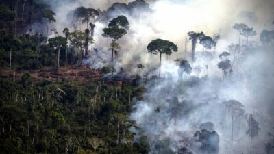 La deforestación en 2022 en Brasil arrasó un área similar a la provincia de Tucumán