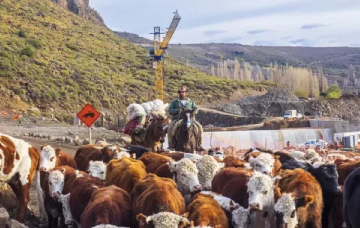 El último trashumante: el criancero que se mezcla y desafía al progreso de Neuquén