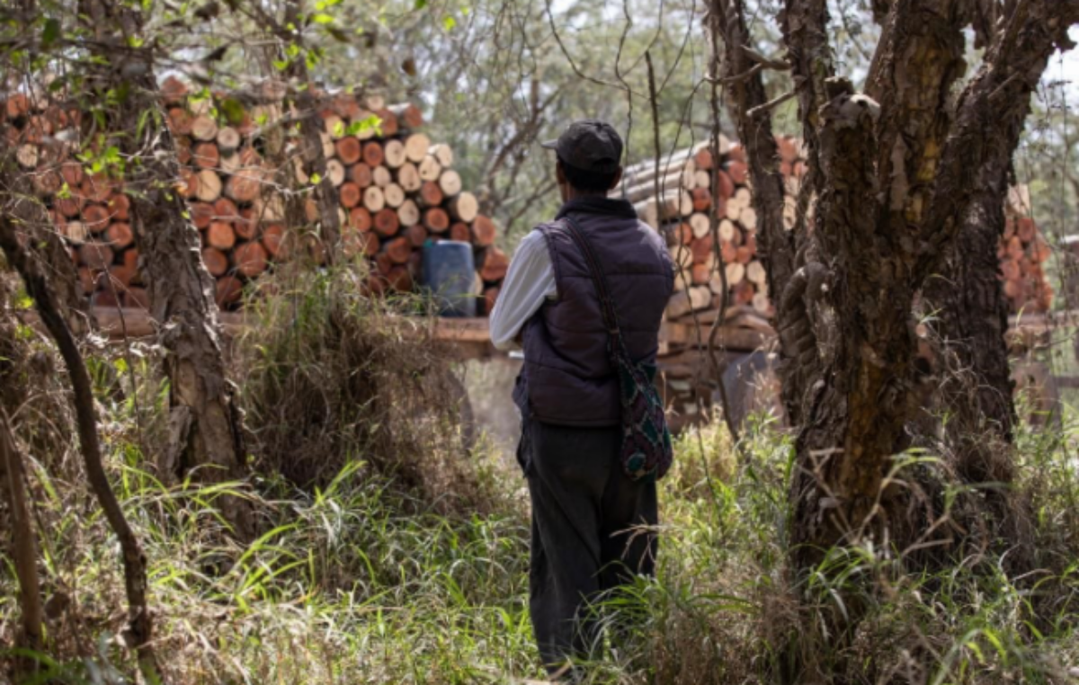 Garantizarle la tierra a los pueblos originarios ayuda a reducir la pérdida de bosques