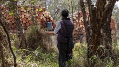 Garantizarle la tierra a los pueblos originarios ayuda a reducir la pérdida de bosques