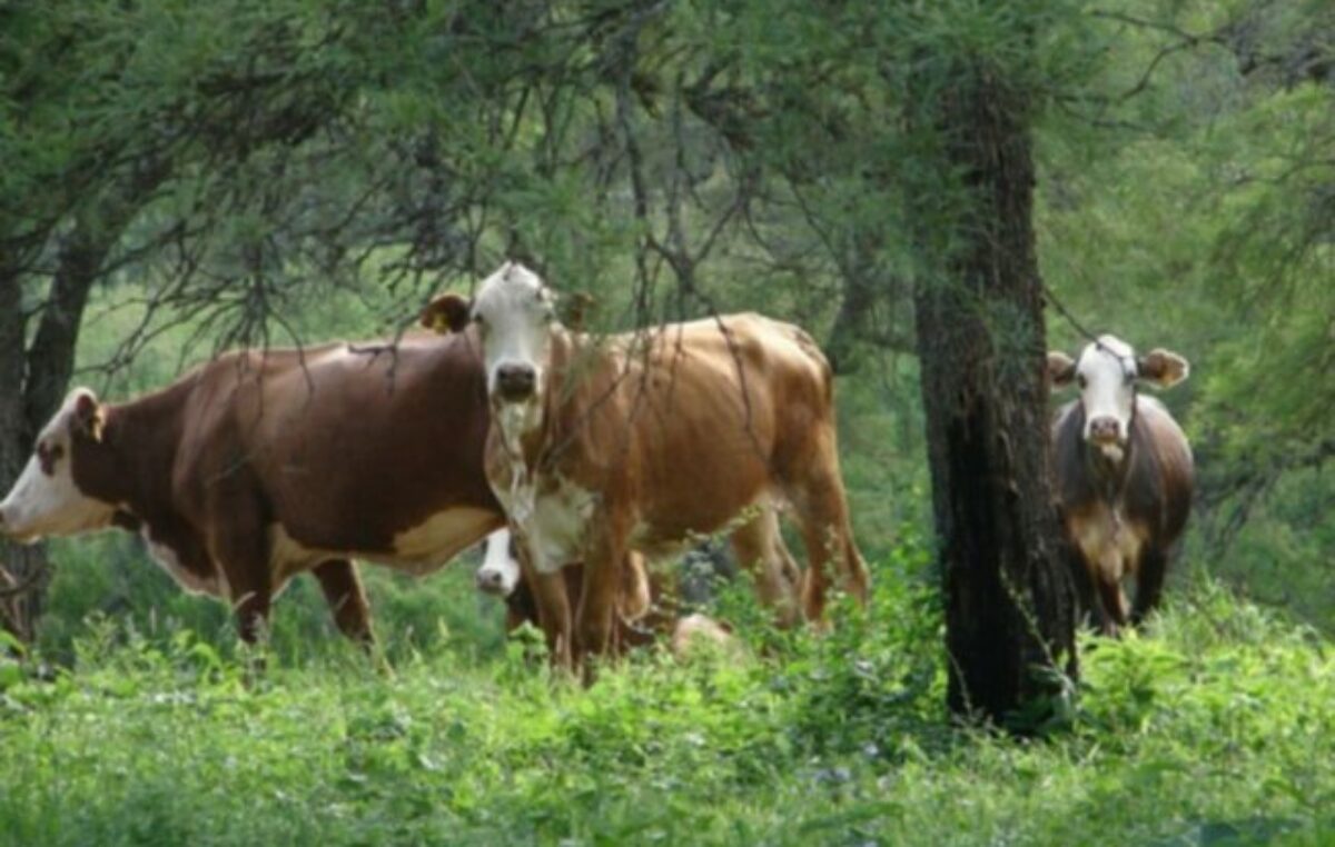 Bosques nativos con ganadería