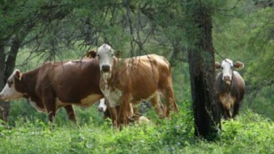 Bosques nativos con ganadería