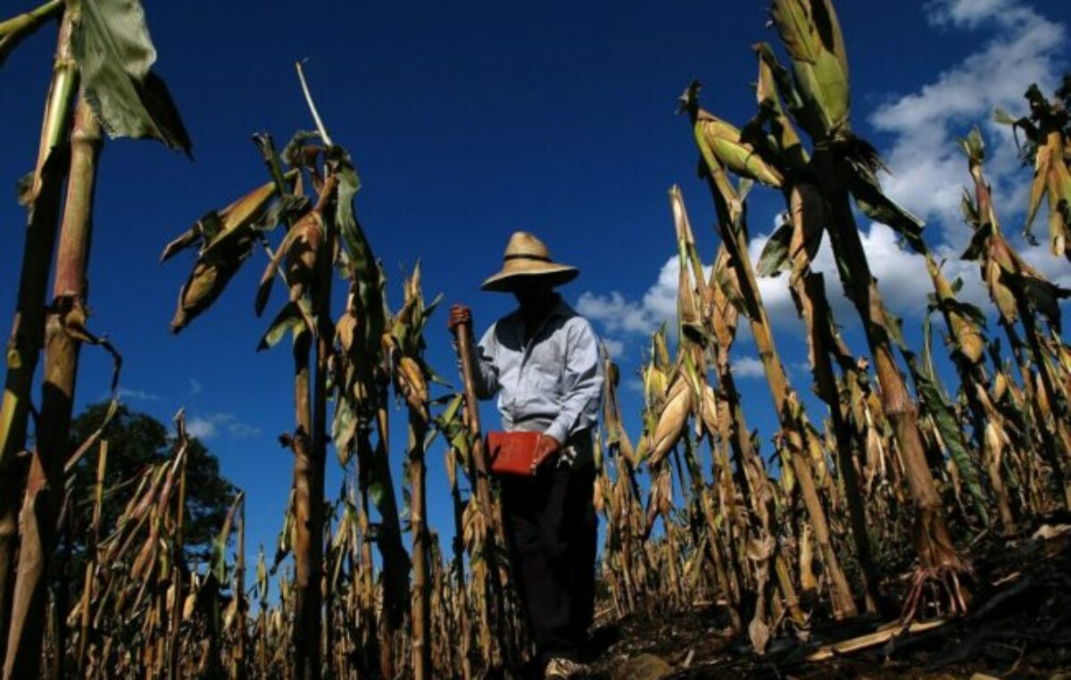 Agricultura Familiar: la importancia para el desarrollo de América Latina y el Caribe