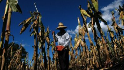 Agricultura Familiar: la importancia para el desarrollo de América Latina y el Caribe