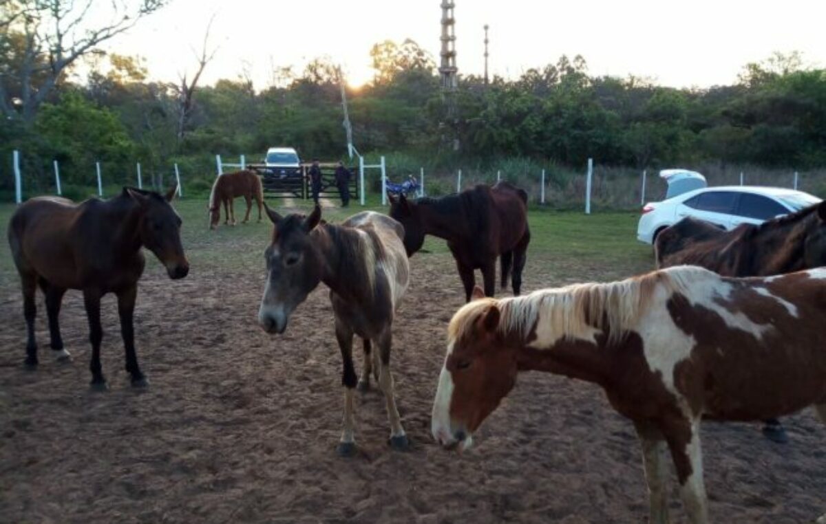 Más caballos recuperados en las calles de Concordia comienzan una nueva vida en el campo