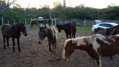 Más caballos recuperados en las calles de Concordia comienzan una nueva vida en el campo