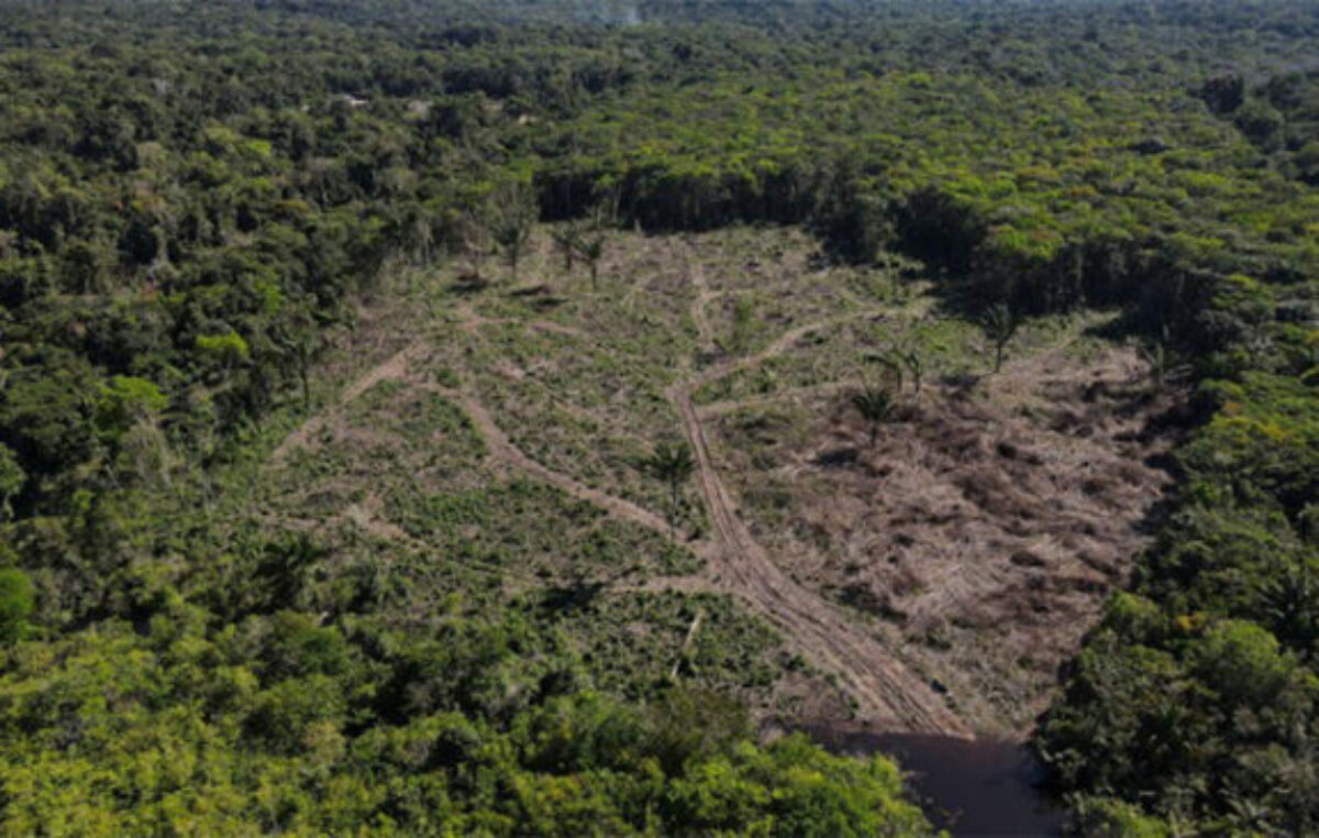 En lo que va del 2023, Brasil disminuyó la desforestación