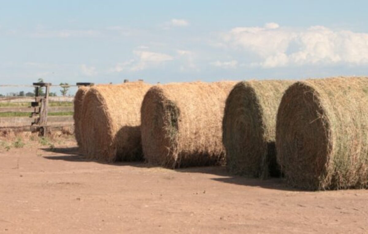 Proyectan que la economía argentina tendrá un buen 2024, apalancada por sector energético y el agro