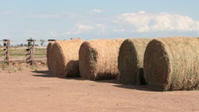 Proyectan que la economía argentina tendrá un buen 2024, apalancada por sector energético y el agro