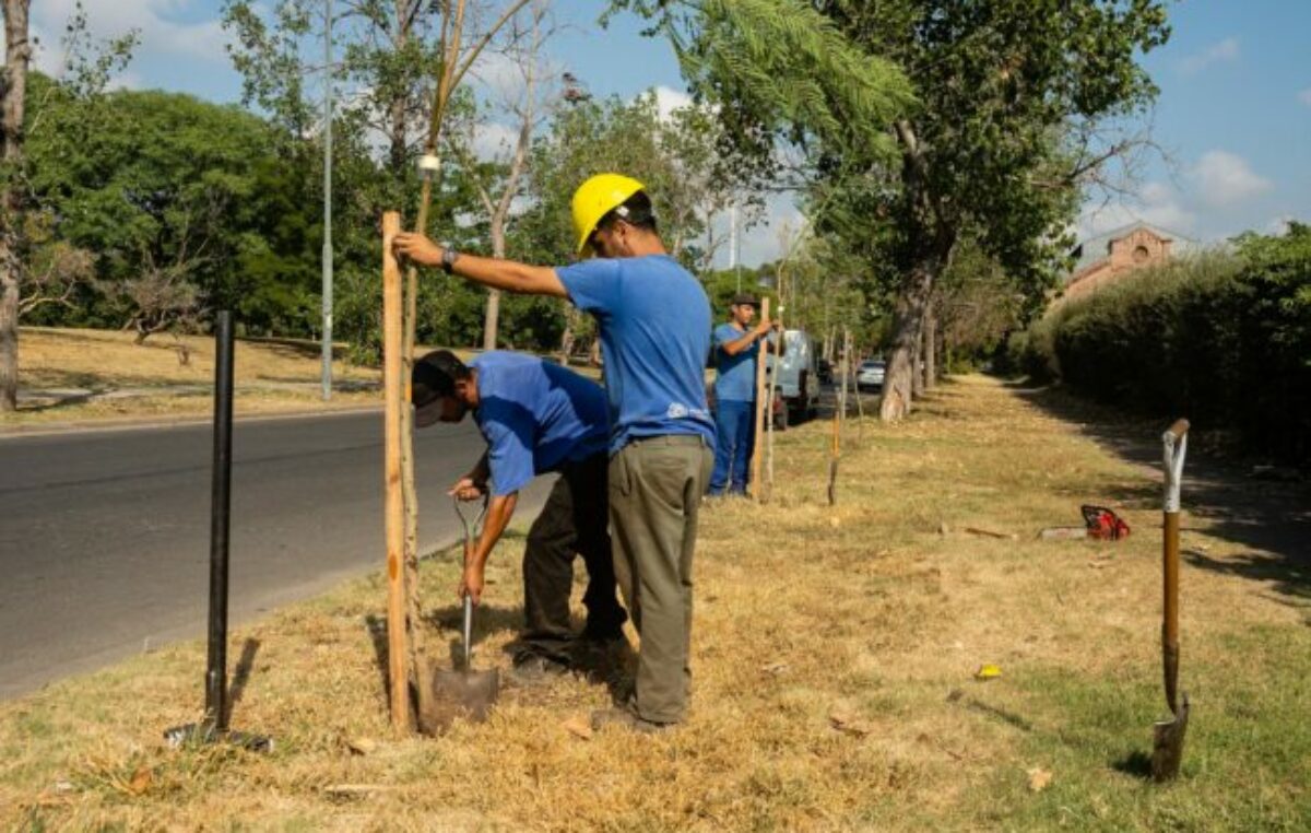 El plan de arborización en Rosario ya sumó 4 mil nuevos árboles